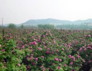 平阴天气预报60天